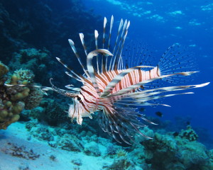 Common_lionfish_at_Shaab_El_Erg_reef_(landscape_crop)