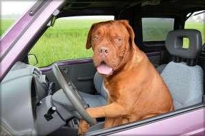 dog driving